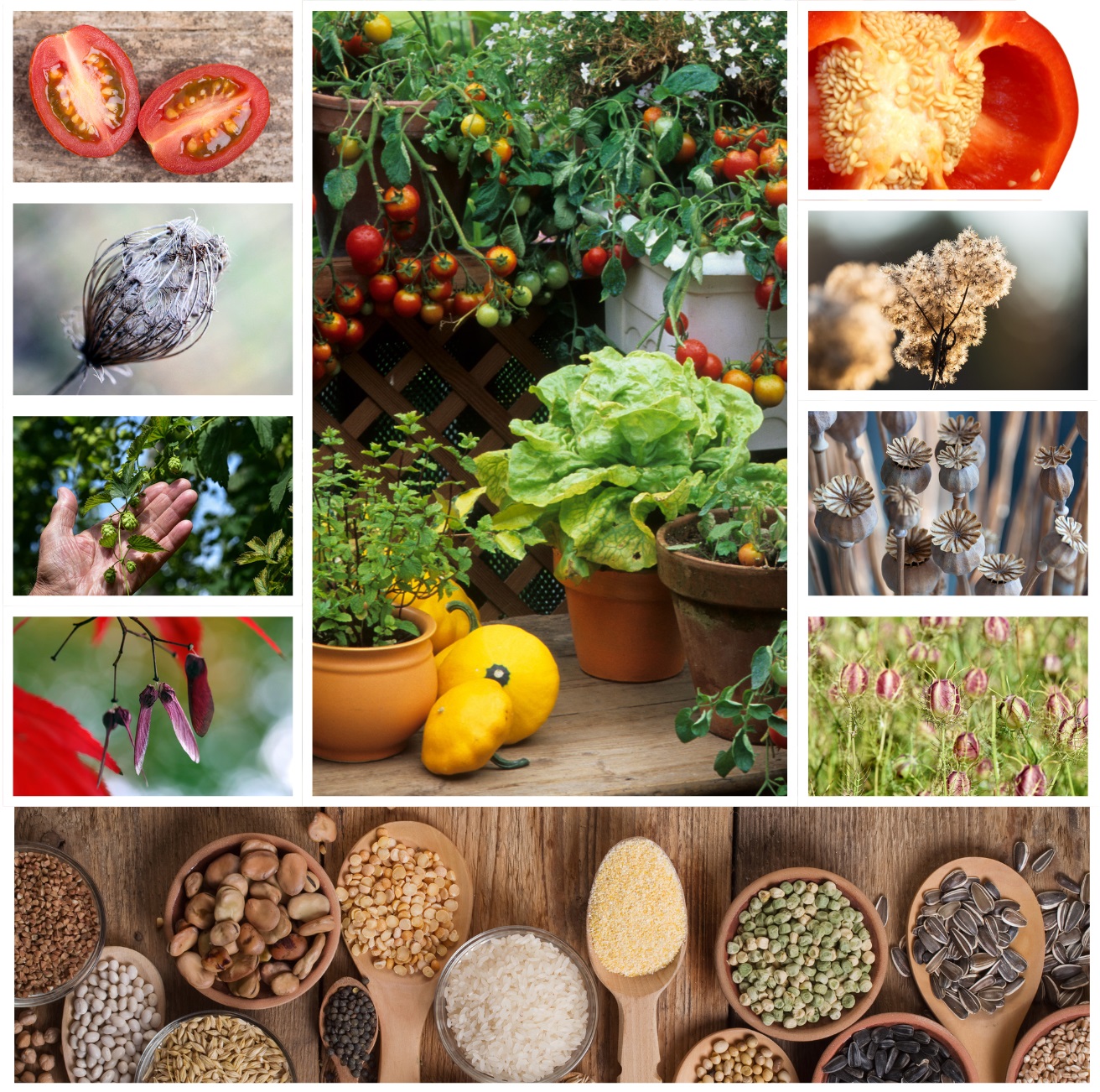 Photos de plantes et graines